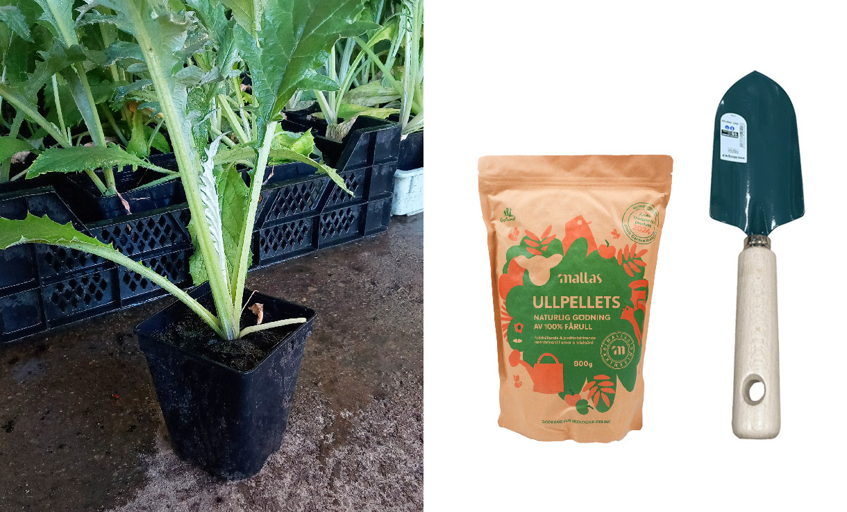 Avhärdning och utplantering