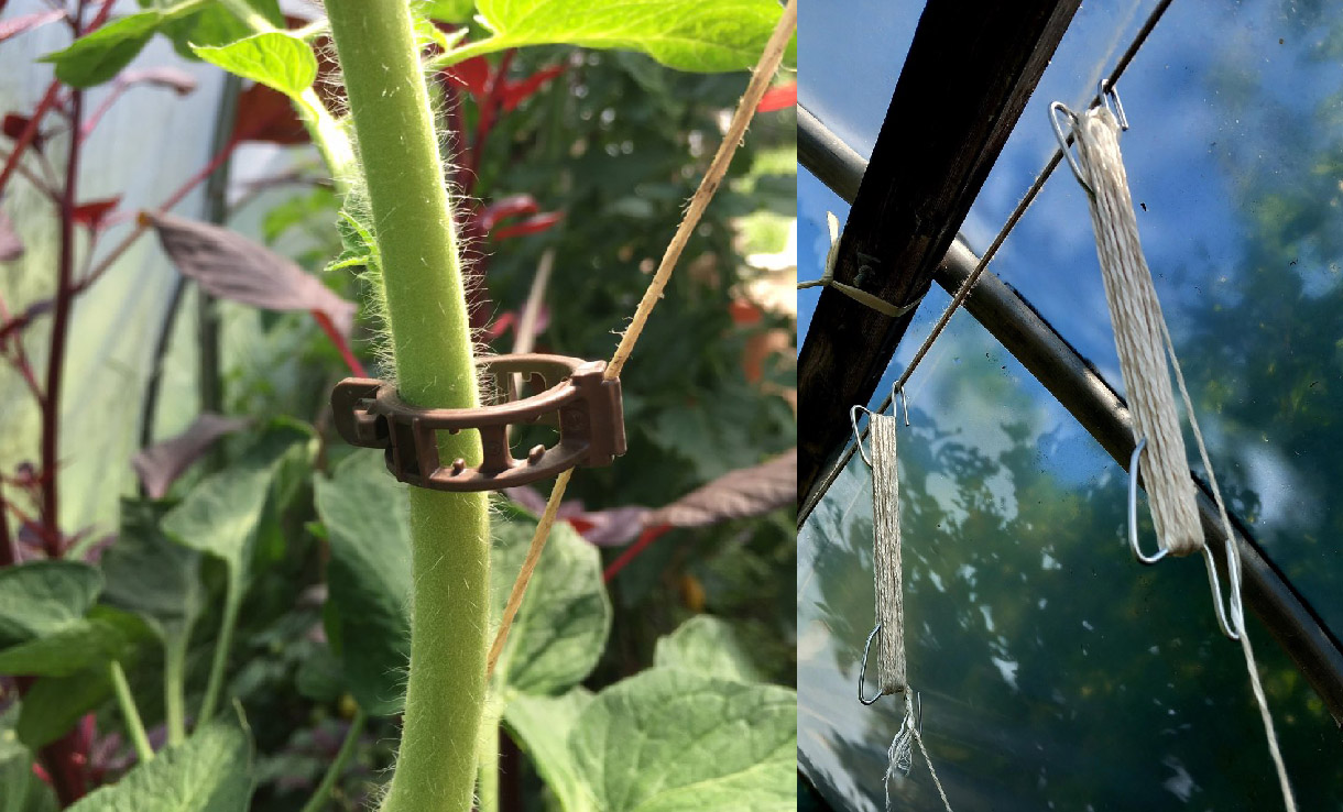 Växtstöd tomatkrok och bioclips