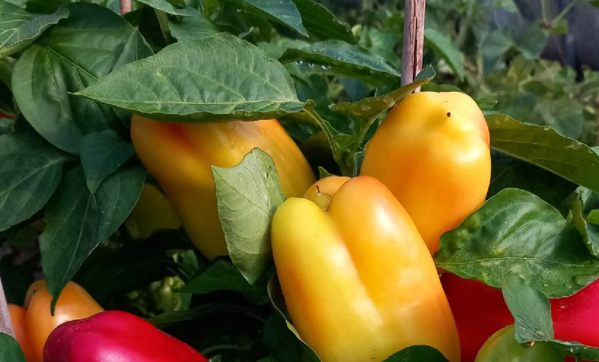 Paprika albaregia