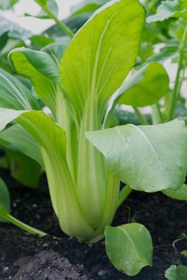 Pak choi i odlingsbädd